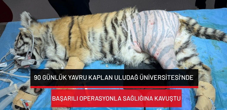 Bursa’da 90 günlük yavru kaplan Uludağ Üniversitesi’nde başarılı operasyonla sağlığına kavuştu
