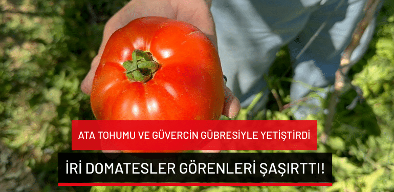 Bursa’da ata tohumu ve güvercin gübresiyle yetiştirdi: İri domatesler görenleri şaşırttı!