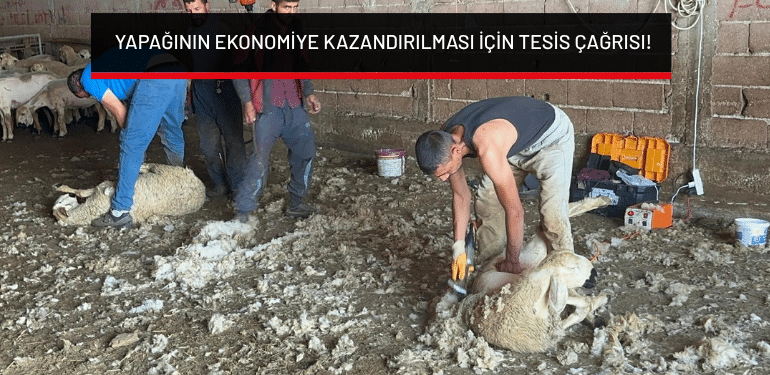 Bursa’da yapağının ekonomiye kazandırılması için tesis çağrısı!