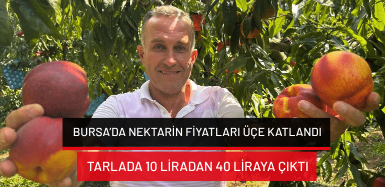 Bursa’da nektarin fiyatları üçe katlandı… Tarlada 10 liradan 40 liraya çıktı