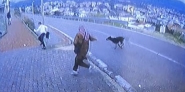 BURSA'DA KÖPEK DEHŞETİ KAMERADA: ÇOCUK KAÇARKEN BACAĞINI KIRDI