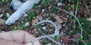ORMANDA TUZAĞA YAKALANAN KÖPEĞİ ARAMA KURTARMA EKİPLERİ KURTARDI