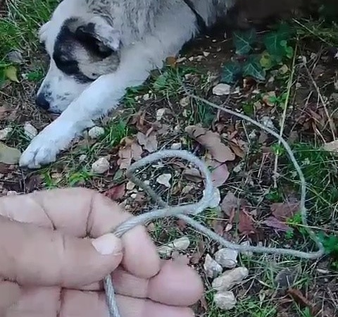 Bursa’da yaban hayvanı tuzağına yakalanan köpeğin yardımına koştular