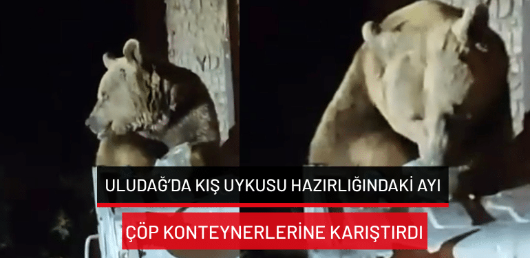 Uludağ’da kış uykusu hazırlığındaki ayı çöp konteynerlerine karıştırdı
