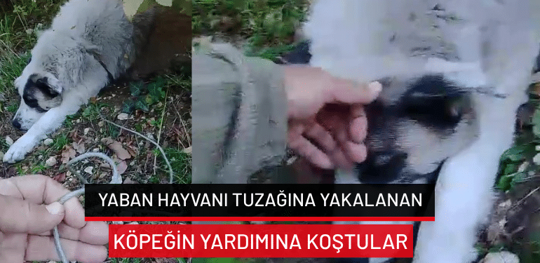 Bursa’da yaban hayvanı tuzağına yakalanan köpeğin yardımına koştular