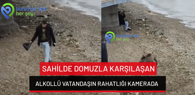 Mudanya’da sahilde domuzla karşılaşan alkollü vatandaşın rahatlığı kamerada
