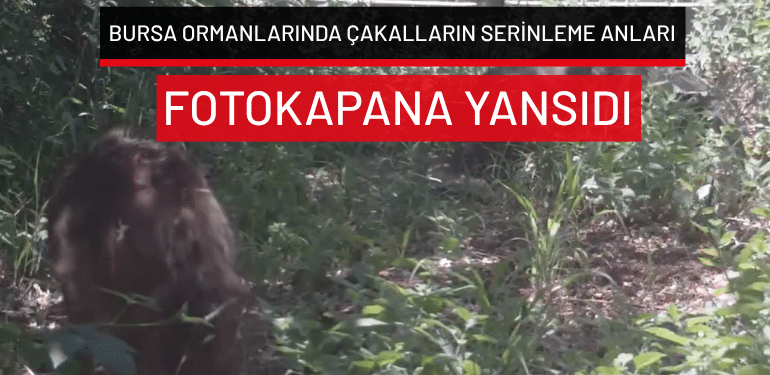 Bursa ormanlarında çakalların serinleme anları fotokapana yansıdı