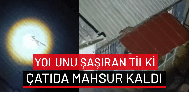 Bursa’da yolunu şaşıran tilki çatıda mahsur kaldı