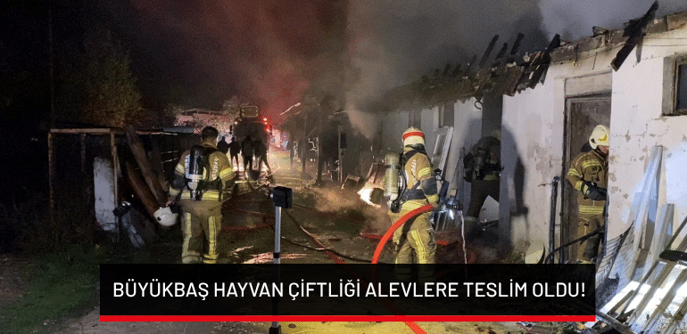 Bursa’da büyükbaş hayvan çiftliği alevlere teslim oldu!