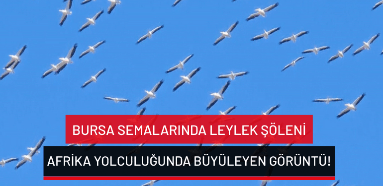 Bursa semalarında leylek şöleni: Afrika yolculuğunda büyüleyen görüntü!