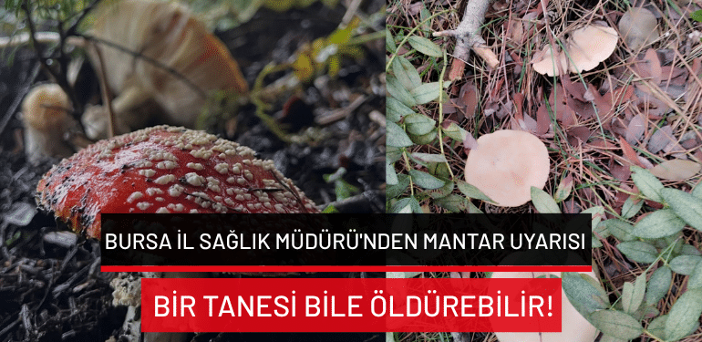 Bursa İl Sağlık Müdürü’nden mantar uyarısı: Bir tanesi bile öldürebilir!